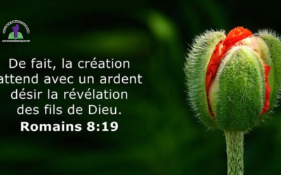 Méditation du jour : « L’espérance de la création » (Romains 8:19)
