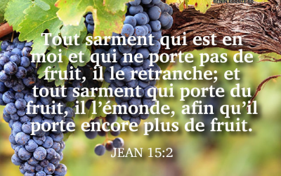 Méditation du jour : “Dieu émonde ceux qu’Il aime”